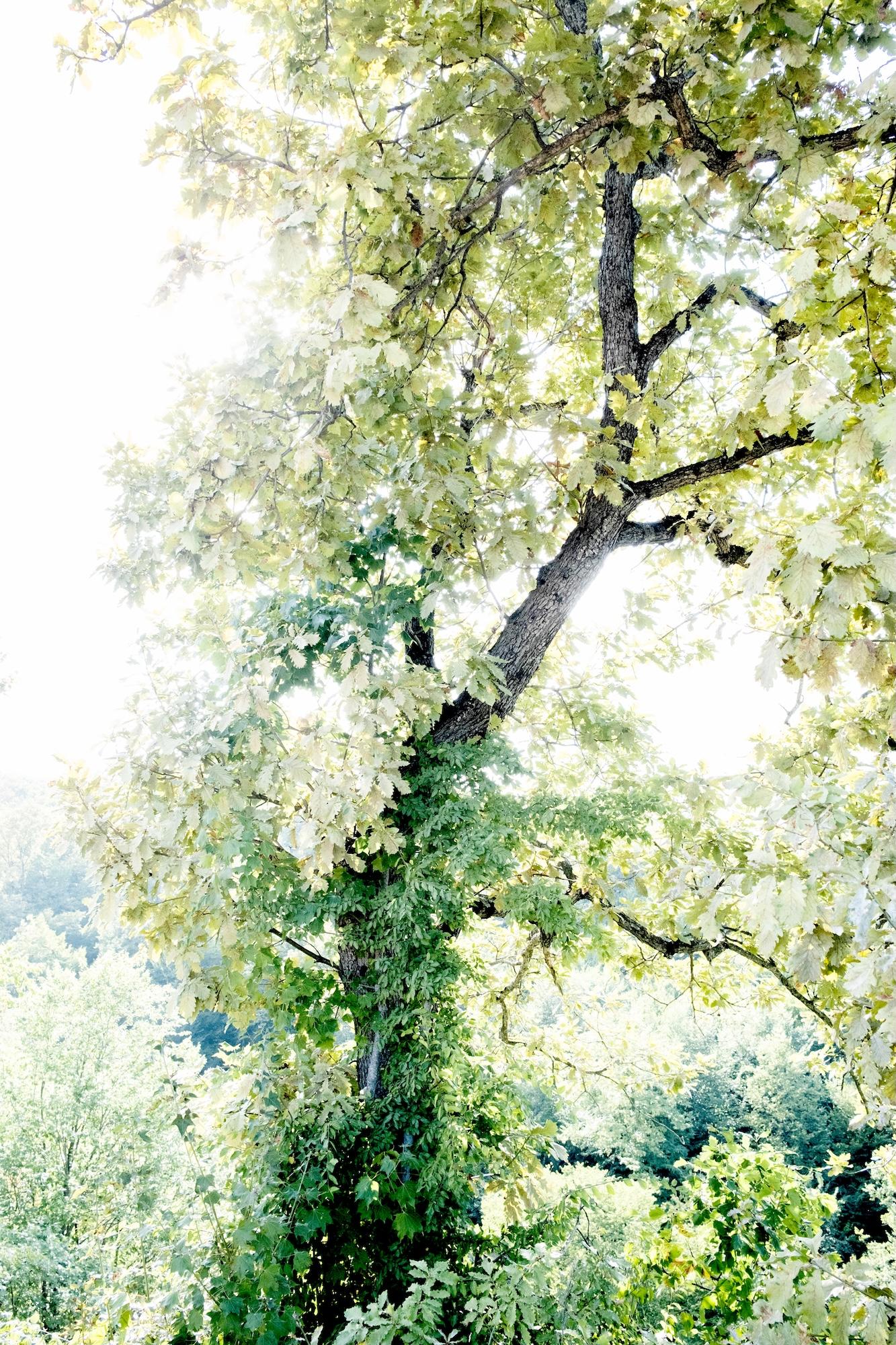 A tall tree with abundant green leaves stands in sunlight, surrounded by lush foliage and a bright sky in the background, reminiscent of the vibrant landscapes found in Kakheti’s famous Saperavi vineyards.