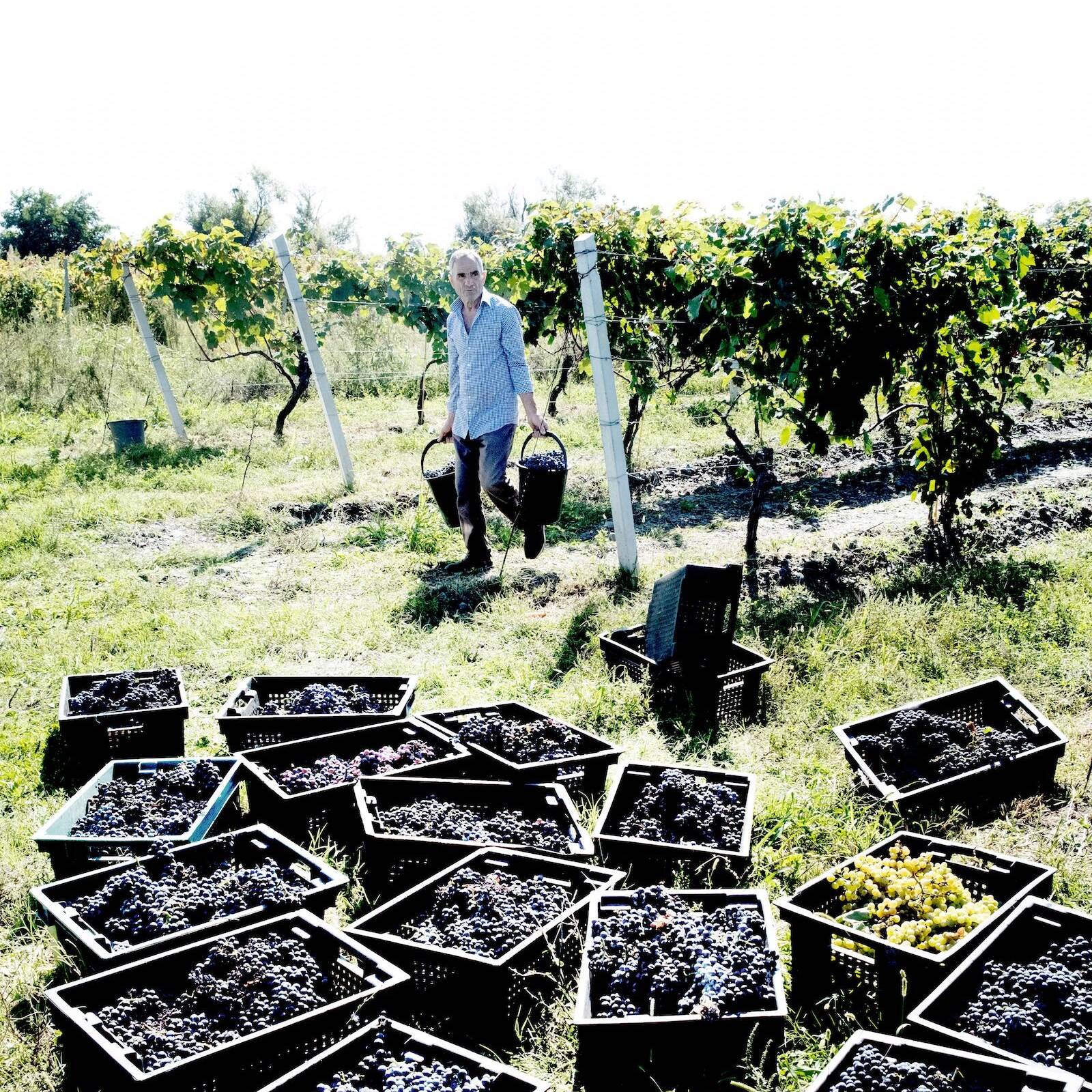 A person carries two buckets in a Kakheti vineyard, with numerous crates filled with harvested grapes placed on the grass nearby.