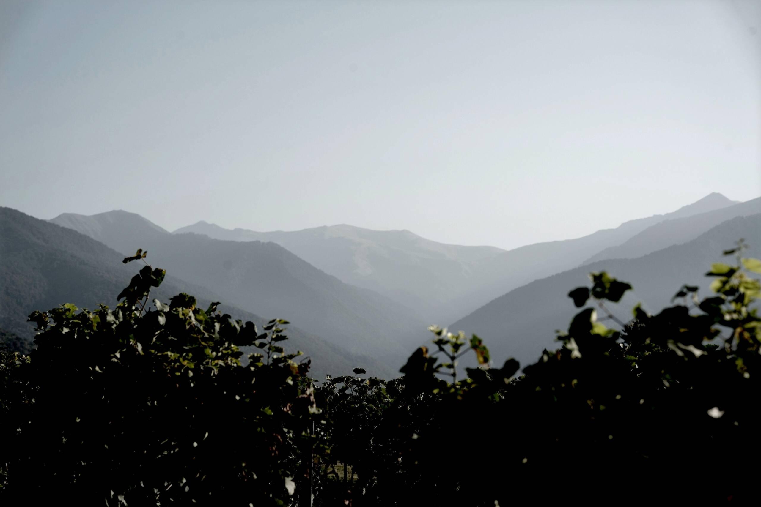 Mountain ranges under a hazy sky with silhouettes of shrubs or a distant vineyard in the foreground.