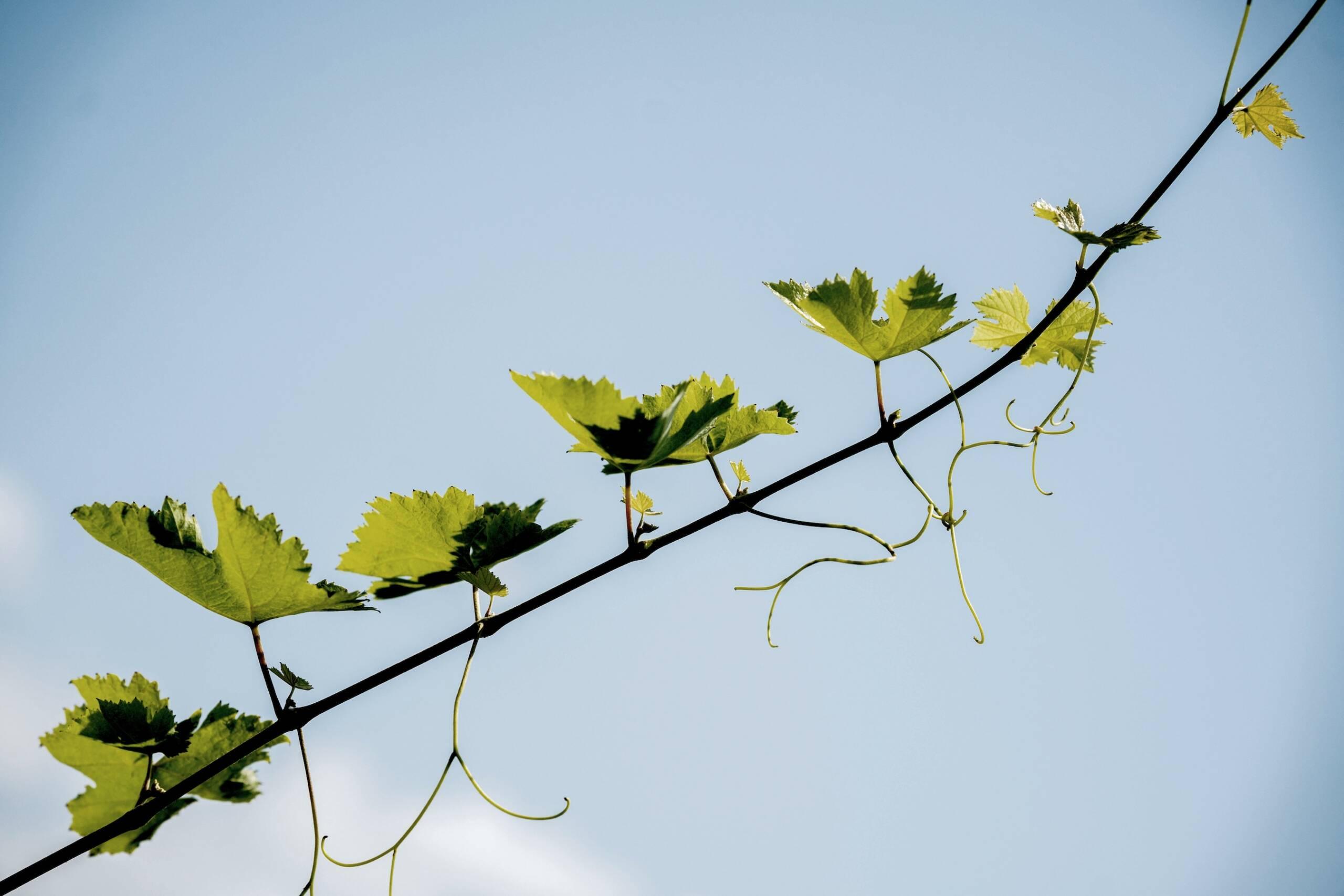 A thin vine with green leaves and tendrils, reminiscent of Kakheti’s famous Saperavi grapes, extends diagonally across a clear blue sky.
