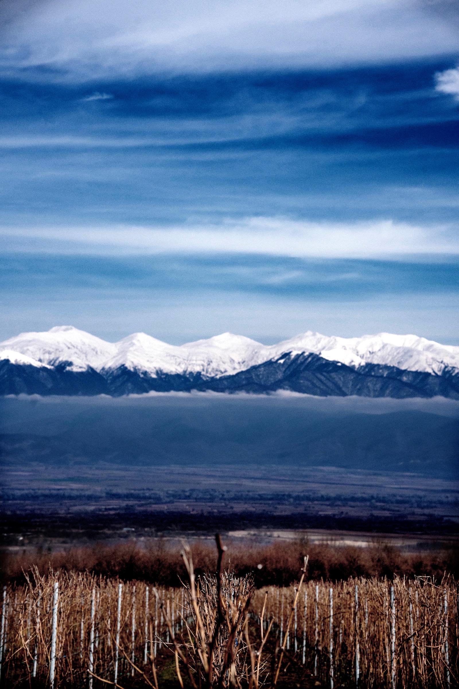Rows of bare vineyard plants in the foreground hint at future Saperavi wine, set against snow-capped mountain peaks and a cloudy blue sky.