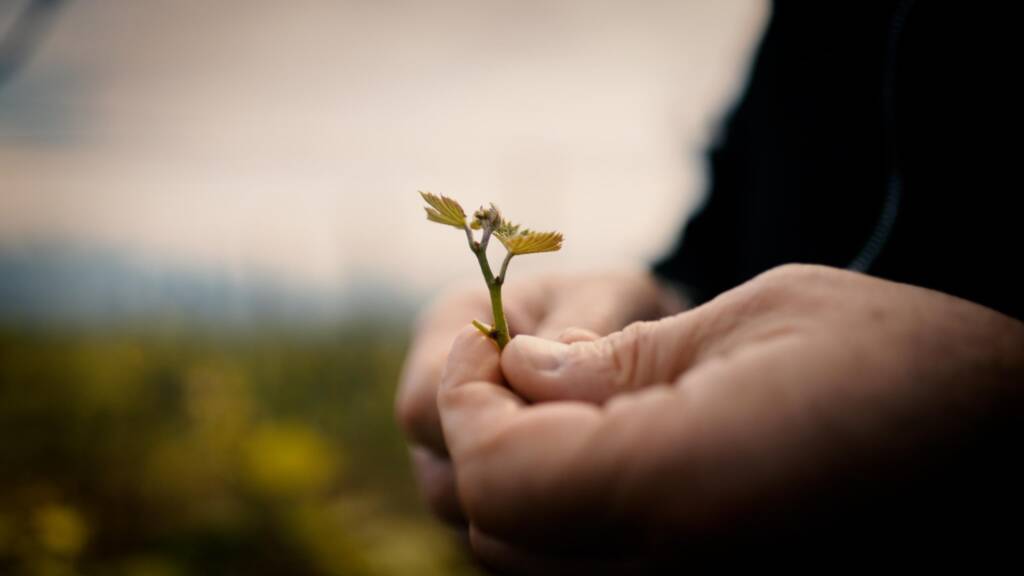 Irakli Gilauri's hands holding a tiny baby grapevine in Kakheti, Georgia.