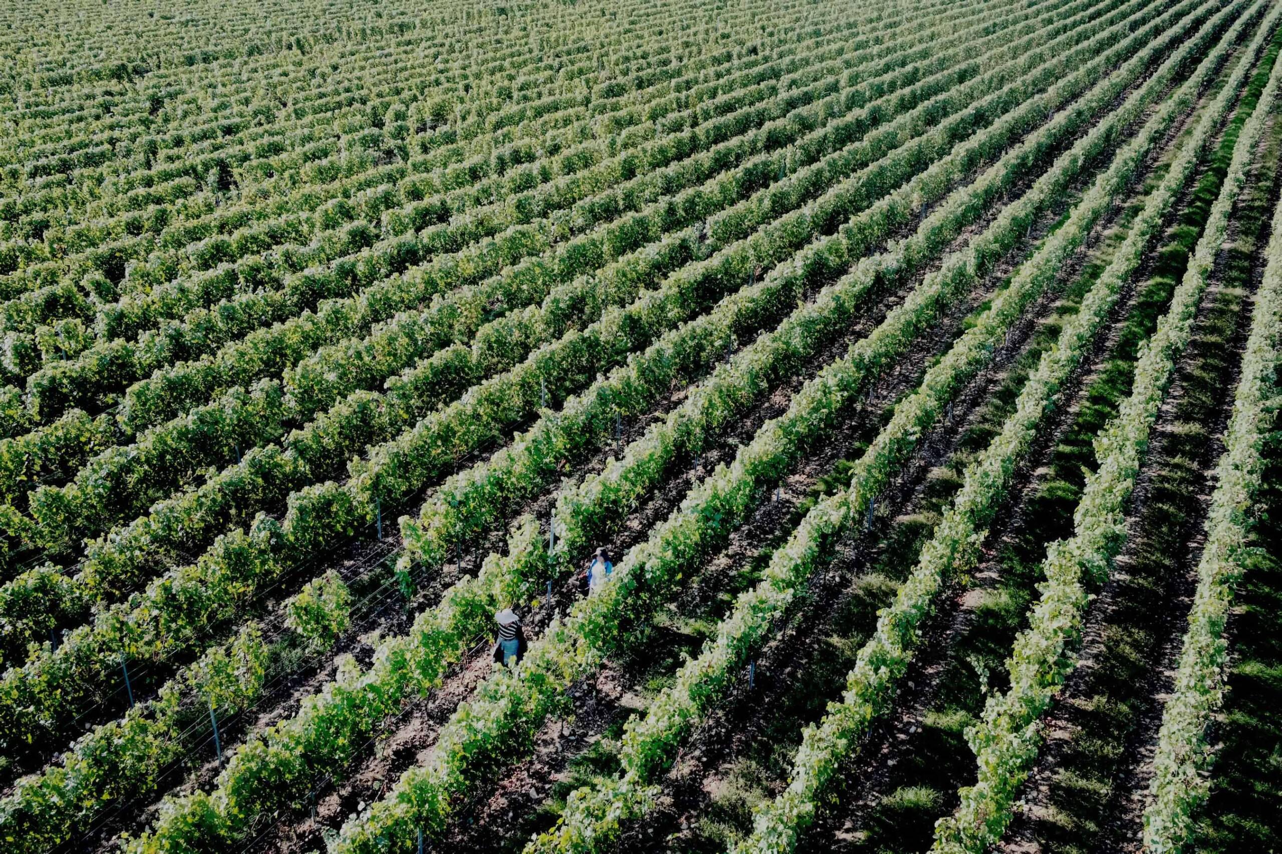 Aerial view of two people walking between neatly aligned rows of grapevines in a large vineyard, harvesting Gilauri Saperavi grapes for wine.